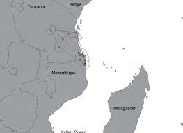 Image result for Commiphora fulvotomentosa