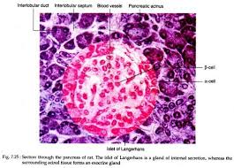 These endocrine glands secrete hormones directly into the bloodstream and consist of three main cell types (alpha, beta, and delta) which. Pancreas Development Location And Hormones Human