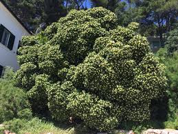 Image result for Pittosporum tobira