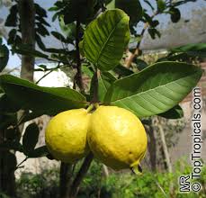 Résultat de recherche d'images pour "ruby supreme red guava"