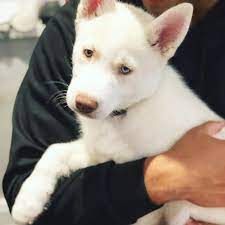 Check spelling or type a new query. Our New Fur Baby Kai Pure White Siberian Husky Husky