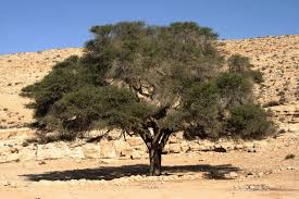 Image result for Voacanga pachyceras