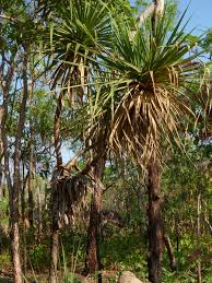 Image result for Pandanus