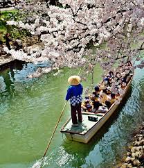 yukio yさんはinstagramを利用しています 富山県富山市 松川の桜と遊覧船 過去pic 松川 松川べりの桜 富山市 富山県 canal
