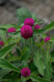 Ping pong flower bracelet these pictures of this page are about:ping pong flower. Ping Pong Sakata Ornamentals