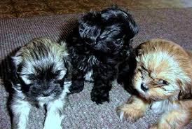 Because lhasa apso puppies undergo coat changes, avoid cutting his hair until 10 months of age. Lhasa Apso Colors And Coat Care Absosengkye Kennel Home Of The Lhasa Apso