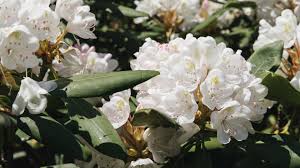Maybe you would like to learn more about one of these? 7 Types Of Azaleas And Rhododendrons To Consider