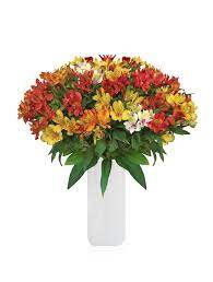 Hours may change under current circumstances Alstroemeria Summer Bqt Pack 2 Bulk Flowers Online Gift Bouquet Flowers