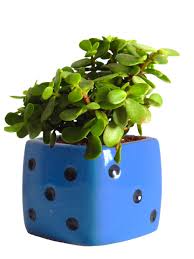Plants from the oxalis genus are considered lucky as it signifies the holy trinity in the irish tradition. Good Luck Jade Plant In Blue Dice Ceramic Pot Plants Online India Rollingnature