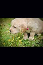 Please be aware that we only adopt to homes in the southern california area. Willows Akc Golden Retriever Puppies Home Facebook