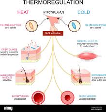 Image result for Temperature Regulation