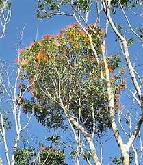 Image result for Loranthaceae