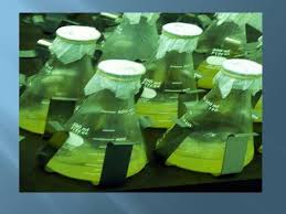 A substantial amount of aerosolization can occur during this process, especially when the fluid is forcibly expelled from the pipette tip. Animal Tissue Culture Lec 4 Animal Tissue Culture