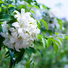 Image result for Maerua paniculata