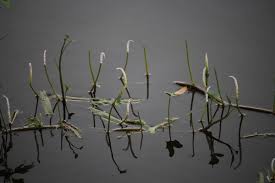 Image result for Aponogetonaceae