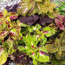 Image result for Coleus thyrsoideus