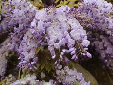 Read on because we cover some popular plants that. 21 Annual Flowers For Year Round Color Hgtv