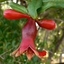 Image result for Punicaceae