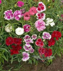 Image result for Dianthus