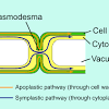 They are typically smaller than plant cells, with a roundish shape which is fairly irregular. 1