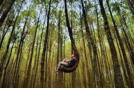 Tanaman pinus ditanam untuk dimanfaatkan kayu dan getahnya. Mereka Yang Sengsara Dibalik Hits Dan Instagramable Nya Hutan Pinus