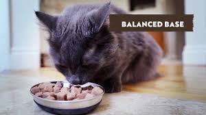 Primal raw dog and cat foods are premium and balanced organic nuggets for a healthier pet. Pronto Primal Pet Foods Youtube