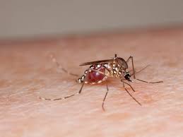 How long can a female mosquito live in a house? How Many Mosquitoes It Takes To Drain A Human S Blood