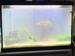 Cloudy Fish Tank Its Reasons And Solutions Fish Tank Nature Aquarium Aquarium Fish