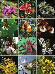 Image result for Microcharis angolensis