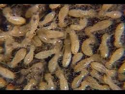 Of these, approximately 10 percent are the type of termite we consider to however, while they can eat any type of wood, there are certain parts of a tree that termites favor over others. Termites In Trees Treat Termites In Live Yard Orchard Trees In Stumps