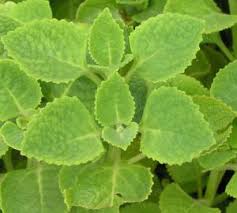 Selain digunakan untuk masakan, daun kari juga digunakan dalam bentuk minyak pati untuk pembuatan sabun, losyen, minyak urut, potpourri, penyegar udara dan. Tips Tips Dapur Dan Petua Memasak Dengan Mudah
