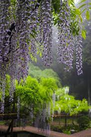 Wisteria In The Rain Beautiful Gardens Wisteria Tree Wisteria