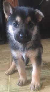 Black And Silver German Shepherd Puppies For Sale In Ohio Litter Of 5 German Shepherd Dog Puppies For Sale In Columbia Station Oh Adn 22963 On Puppyfinder Com Gender Male A Puppies Dogs And Puppies Pitbull Puppies