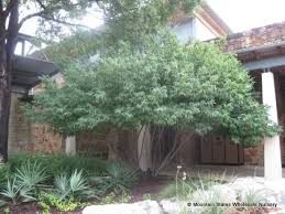 Mexican buckeye tree with pink flowers texas. Ungnadia Speciosa Mexican Buckeye Mountain States Wholesale Nursery