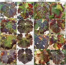 Image result for Grapevine leafroll virus
