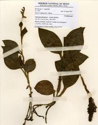 Image result for Platylepis glandulosa