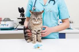 Hours may change under current circumstances Pet Boarding In Provo Ut Park Animal Hospital