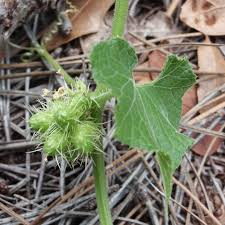 Image result for Sicyos