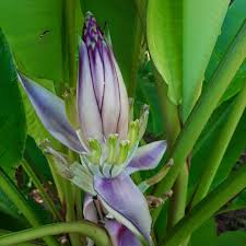 Image result for Musa sp. (Ornamental bananas)