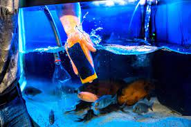 A Complete Guide For How To Clean A Fish Tank The Neighbor Blog