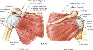Deltoid muscle is the muscle that forms the bulk of the contour of the shoulder contour. Exam Series Guide To The Shoulder Exam Canadiem