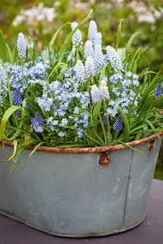 Though the flowers will die in summer they'll come back again and bloom in the fall. 320 Best Spring Summer Window Boxes Containers Decor Ideas In 2021 Container Gardening Summer Window Plants