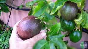 While you can certainly add a single fruit tree to any room in your home, why not. Grow Passionfruit Like A Professional Use A Trellis Grafted Panama Red Youtube