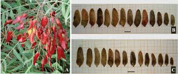 Image result for Schinopsis