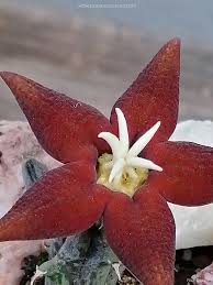 Image result for Piaranthus atrosanguineus