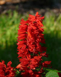 Types of red flowers list. 56 Most Stunning Red Flowers You Should Know Florgeous