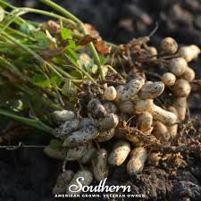 Image result for Arachis hypogaea