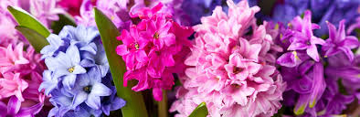 Maybe you would like to learn more about one of these? Top 10 Most Popular Spring Bulbs Love The Garden