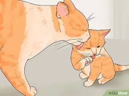 Like humans, kittens are born head first and arrive in a thin sack that the mother breaks. 4 Ways To Tell How Old A Kitten Is Wikihow