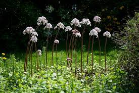 California native that is an imposing sight in the garden. Darmera Peltata Wikispecies